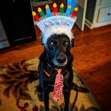 He loves his stuffed husky we got from a friend