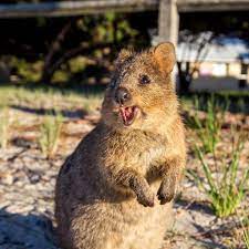 Quokka Cute Little Animals Happy Animals Cute Funny Animals