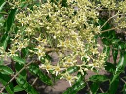 Image result for Kirkia acuminata