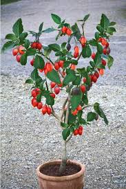 L Arbre A Tomates Jardin De Tomates Arbre A Tomate Culture Des Legumes