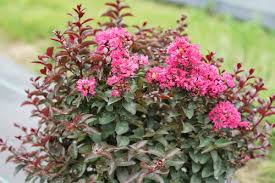 During the spring and early summer, it sports dark purple foliage, which contrasts well next to brighter plants. 20 Plants That Like Full Sun Heat Heat Tolerant Plants Proven Winners