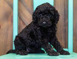 Interested in finding out more about the goldendoodle? Goldendoodle Puppies For Sale In Iowa Poodles 2 Doodles