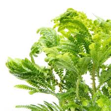 Image result for Selaginella congoensis