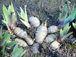 To flower well, bearded irises need full sun for at least six hours a day. Growing Iris Iris Care