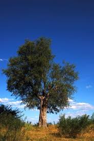 Image result for Elaeodendron