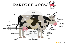 It's tough, but when cooked low and slow, it has a nice texture that allows it to shred apart. Parts Of A Cow Useful Cow Anatomy With Pictures 7esl
