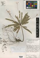 Image result for Biophytum crassipes