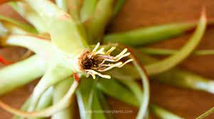 Brown roots on plants are one sign that your crops are suffering from root rot. What To Do About Air Plant Roots Keep Em Or Leave Em