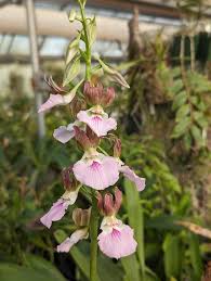 Image result for Eulophia guineensis