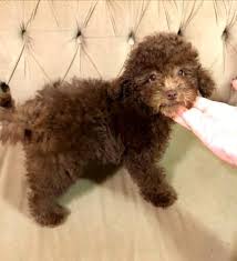 cikolata renk sus kopegi poodle animals dogs