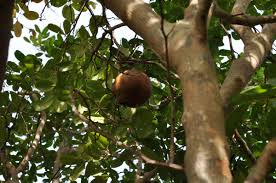 Image result for Xylocarpus