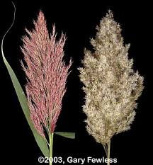 Image result for Phragmites australis