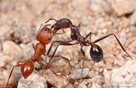 صور النمل معلومات عن النمل وطرق القضاء عليه Ants Discovery Animal Ant Colony