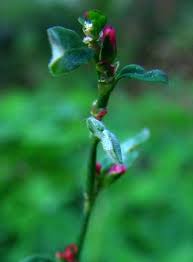 Image result for Polygonum aviculare