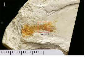 Hong Kong's first identified dinosaur