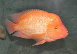 Midas Cichlid Amphilophus Citrinellus Cichlid Fish Guide