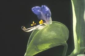 Image result for Commelina schweinfurthii