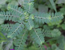 Image result for Phyllanthus fraternus