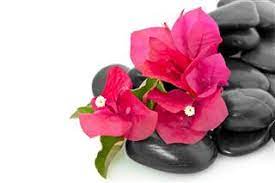 Google has many special features to help you find exactly what you're looking for. Vibrant Bougainvillea Colors To Brighten Up Your Dormant Arena Gardenerdy