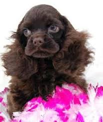 Black And Tan American Cocker Spaniel Puppies For Sale American Cocker Spaniel Puppies For Sale Listing 24608 American Cocker Spaniels Cockers Cocker Spaniel Puppies American Cocker Spaniel Spaniel Puppies