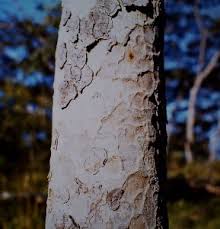 Image result for Brachystegia allenii × boehmii