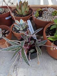 Image result for Ledebouria luteola