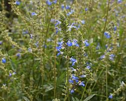 Maybe you would like to learn more about one of these? Blue Salvia Flowers Small Flower Blossom Bloom Nature Plant Garden Piqsels