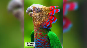 Many parrot species kept in captivity because of they are very colorful, intelligent and playful. 10 Most Beautiful Parrots On Planet Earth Youtube