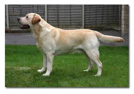 Carpenny Made A Million Max Abuelo Materno De Nuestro Labrador Dogs Dogs And Puppies Labrador Retriever