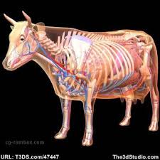 3d Models Cow Anatomy Cow Anatomy Reference 3d Model
