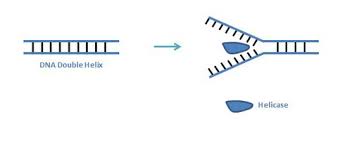 Section 12 2 chromosones and dna replication some of the worksheets for this concept are 122 chromosomes and dna replication, chapter 12 dna rna section review answer key, dna structure and replication work answers, dna replication work, section 12 3 rna and protein synthesis work. Dna Replication Steps Flashcards Quizlet