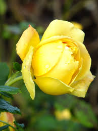 Golden Celebration Rose Flower Pictures Kew Gardens Rose