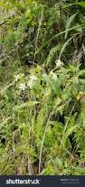 Image result for Strophanthus gardeniiflorus