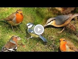 Birds For Cats To Watch Videos For Cats To Watch Birds In Woodland Wonderland Dentonbirdwatcher Birds Birdwatching Birding Www Dentonbirdwatc Cat Gif Bird Watcher Bird Watching