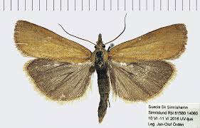 Image result for Chionodes electellus