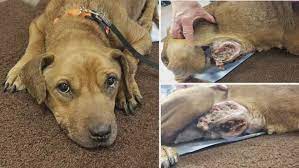 Maybe you would like to learn more about one of these? Dog Euthanized Due To Untreated Infection Animal Control Searching For Owner Wsbt