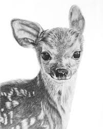 Fawn Pencil Drawing Giclee Print Baby Deer Baby Animals Deer Drawing Wildlife Art Hom Baby Animal Drawings Pencil Drawings Of Animals Realistic Animal Drawings