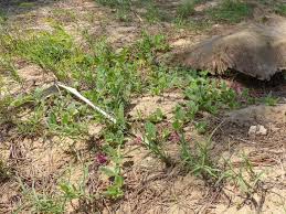 Image result for Indigofera flavicans