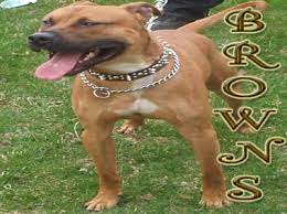 Buckskin and red tri color bullies has this kind of variation. American Pit Bull Registry Pit Bull Pictures