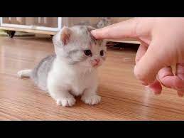 omg so cute cats best funny cat videos 2021 84 youtube in 2021 cutest cats ever cute cats and dogs cute cats