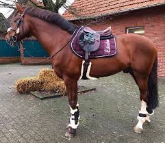 blackberry big square von klavunde eskadronsuchti eskadron eskadronoutfits bigsquare blackberry eskadronb beautiful horses horses most beautiful horses