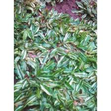 Produksi rumput odot bisa menghasilkan hijauan sebanyak 24,22 ton/ha/tahun dalam berat. Rumput Gajah Mini Putih Variegata Varigata Shopee Indonesia