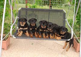 We have female rottweiler puppies for sale & male rottweiler puppies for sale! Six Rottweiler Puppies Lined Up On A Swing Photograph By Taiche Acrylic Art