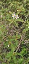 Image result for Solanum