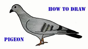 Mo willems series of pigeon books are totally funny!don't forget to subscri. Pigeon Draw Pigeon Drawing For Kids Easy Pigeon Drawing Step By Step How To Draw A Pigeon Youtube
