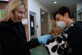 Together with petsmart charities, we help save over 1,500 pets every day through adoption. Fosters Adoptions Surge As Rescue Groups Ask For Help Albuquerque Journal