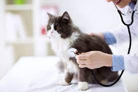 Heart Murmurs In Cats Symptoms Treatment Life Expectancy All About Cats