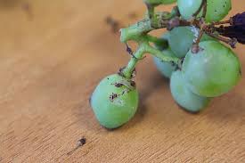Image result for Lobesia botrana grapevine