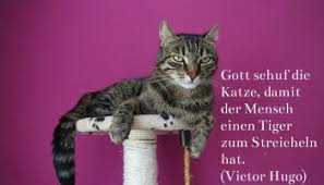 Schöne Katzensprüche Und Zitate Alles Catde