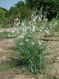 Image result for Chlorophytum angustissimum